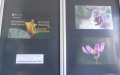 Wystawa fotografii Bogumiły Ostrowskiej pt. “Kolor kwiatu. Kwiat koloru” w Bibliotece w Jerzmanowicach wrzesień-październik 2021