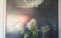 Wystawa fotografii Bogumiły Ostrowskiej pt. “Kolor kwiatu. Kwiat koloru” w Bibliotece w Jerzmanowicach wrzesień-październik 2021